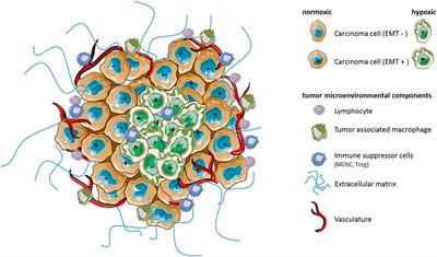 Hypoxic Stress-Induced Tumor and Immune Plasticity, Suppression, and Impact on Tumor Heterogeneity